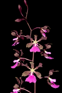 Encyclia Rioclarense Arnie AM/AOS 83 pts. Inflorescence